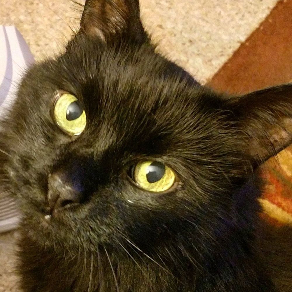 Meet your Posher, Roni